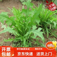 Seed、Easy to Live Cute Meat House Forage Seeds Bitter Wheat Seeds Perennial Fish Pig Chicken Duck Goose Green Grass Seed