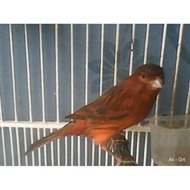 BURUNG KENARI BLACK RED LOKAL (ROMEO) BUNYI GACOR RAJIN