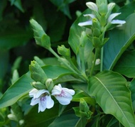 LIVE PLANT-ADATHODAI/MALABAR NUT