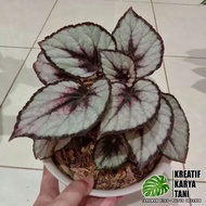 Begonia rex silver - Begonia silver