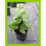 Vege Seeds (10pcs) / Bayam Malabar Hijau / Green Malabar Spinach