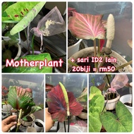 Keladi Biji Benih 15-20biji per pack