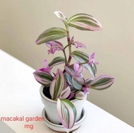 tanaman hias tradescantia.tricolor..pink