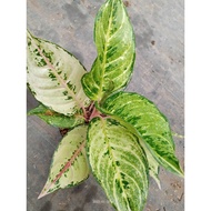 Sindo - Aglaonema Frozen Live Plant 2IF57BWAIE