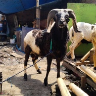 domba qurban garut super