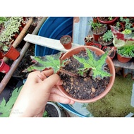 bunga/flower begonia