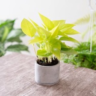 【新手植栽】萊姆黃金葛盆栽