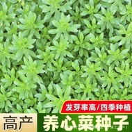 High Calcium Steamed Vegetable Seeds Four Seasons Four Seasons Steamed Vegetable Seeds Steamed Veget