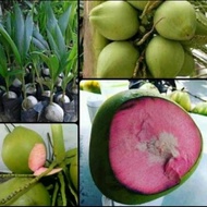 SEGAR!! bibit tanaman kelapa wulung asli kelapa wulung super genjah