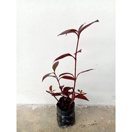 1 anak pokok Alternanthera merah/ red Alternanthera dalam polybag