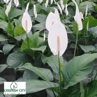 Large Spathiphyllum Peace Lily Live Plant Flowering Plant | Pokok Lilin Bunga Hiasan | 白鹤芋 蜡烛花