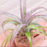 空氣草&(香檳霸王)x電卷(🔥pm問價&會優惠價出售)#Tillandsia #空氣鳳梨 #Airplant #植物
