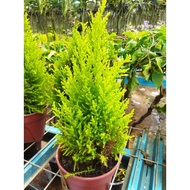GOLD CREST PLANT/LEMON CYPRESS TREE