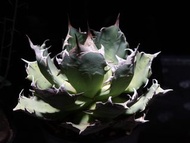 Agave oteroi (FO-076)