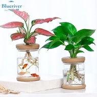 BLURVER~2*Vase Hydroponic Terrarium Fish Tanks Potted Small Plant Flower Pot Kit