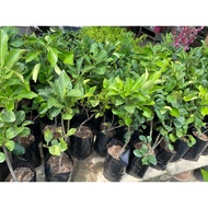 【Live Plant】Pokok limau bali/ Pamelo tree/ 柚子树苗 1~2ft