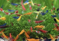 Neocaridina shrimp colourful shrimp aquarium plant decoration pelia moss java moss
