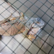 Iguana red jumbo betina -+1m