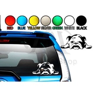 Animal Car.  Sticker