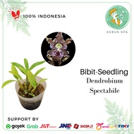 Tanaman Hias Hidup Anggrek Dendrobium Spectabile - Seedling