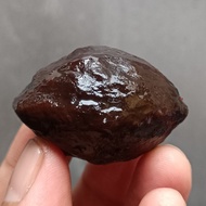 muncang adu mantili murah kuat pasangan mewah biji kemiri