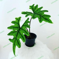 alocasia jacklyn rawatan