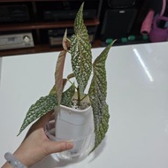 White ice 白冰秋海棠