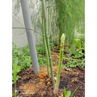 Green asparagus seed/芦笋种子/benih asparagus