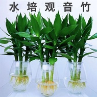 Wenchang Bamboo4Hydroponic Guanyin Bamboo with Roots Lucky Bamboo Water Cultivation Living Room Indo