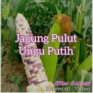 Biji benih Jagung Pulut Ungu Putih 15 biji