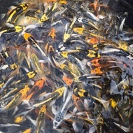 READY bibit ikan koi slayer metalic