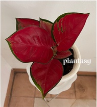 Miliki Aglaonema Suksom Jaipong ( Red ) - Tanaman Hias