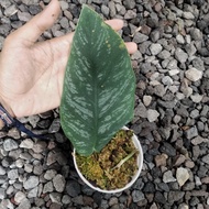 monstera dubia real pict