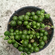 TANAMAN STRING OF PEARL