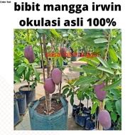 Bibit Buah mangga irwin Okulasi-Tanaman Mangga Irwin Cepat Berbuah-Bibit Mangga Irwin Super Tambulap