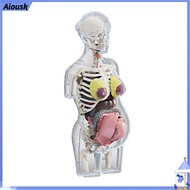 Aiousk Pregnancy Anatomy Model Maternal Health Education Transparent Pregnancy Model 4d Vision Human