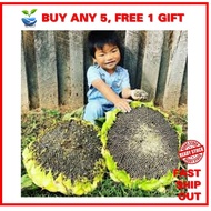 4-5 biji benih BUNGA MATAHARI MONGOLIAN GIANT sunflower seeds