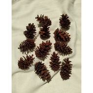Dried Pine Fruit | Photoshoot Aesthetic kit | Photo Prop Starter Kit