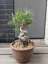三河黑松盆栽