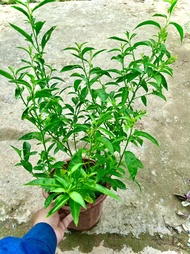 Cây dạ lý hương đang hoa thơm ngát