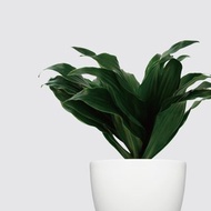 │ 犀力系列 │阿波羅 - 吸附灰塵 空氣淨化 水耕植物 室內盆栽