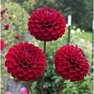 Honeycomb dahlia bulbs (1 bulb) - Em Huyen Shop