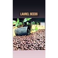 Laurel Bayleaf Seeds for Planting high germination Rate