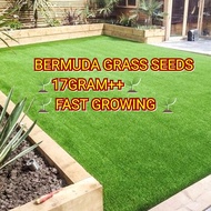 🔥17GRAM++🔥GRADE AA+Bermuda Grass Seed / Carpet Grass Seed / Biji Benih Rumput / Rumput yang Tahan Pa