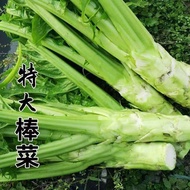 Stick Vegetable Seeds Big Stick Vegetable Seeds Thin Skin Mustard Seeds Original Four Seasons Vegeta