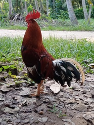 Villa 1000 m² dengan 1 kamar tidur dan 1 kamar mandi pribadi di Kota Udawalawe (Ashadi Villa)