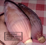 Jantung Pisang Batu Klutuk Segar Per Buah