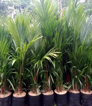 Tanaman hias pohon palem merah - pohon palem botol