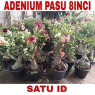 POKOK KEMBOJA ADENIUM THAILAND REAL LIVE PLANT BESAR 8 INCI RANDOM