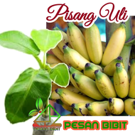 B1G Bibit Pisang Raja Uli